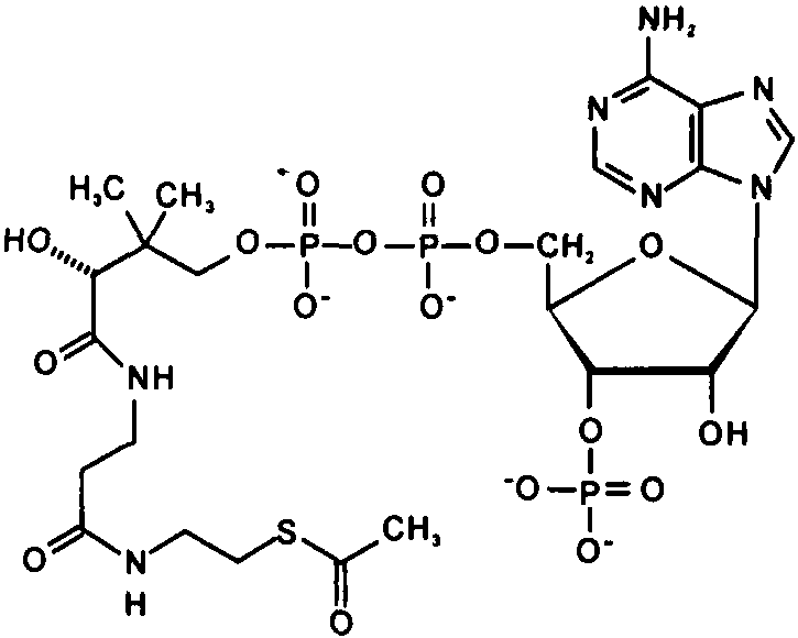 acetyl CoA